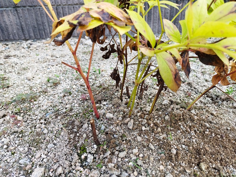 盛りすぎた土をならして株元を平らに整えたシャクヤク。健全な根の呼吸を助ける管理