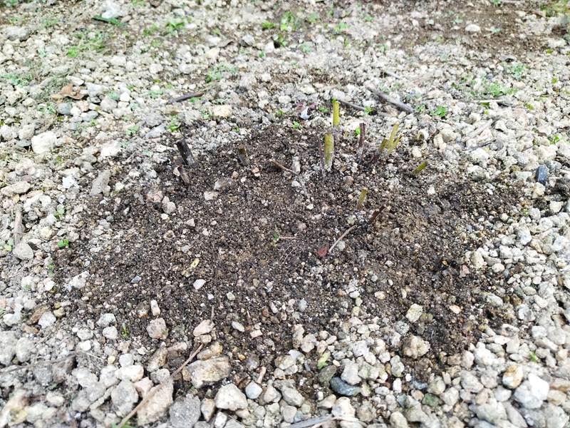 枯れた葉を切り戻し、地際からすっきりとしたシャクヤクの株元の様子