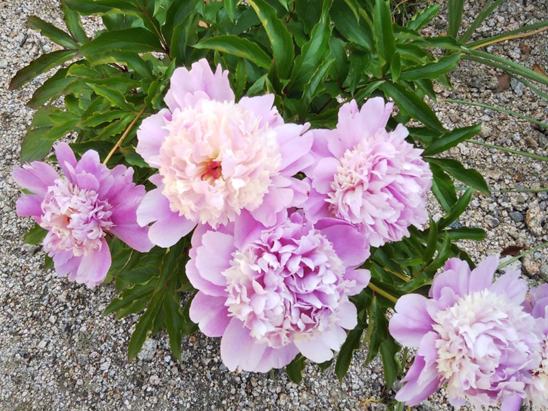 満開に咲いたピンク色の八重のシャクヤクの花が春の光に映える様子