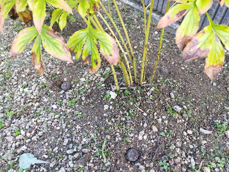 葉が枯れかけたシャクヤクに油かすの玉肥を株元から少し離して置いた様子