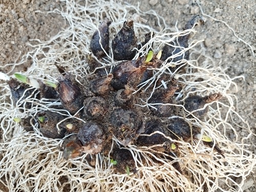 土に覆われたまま固まりになった水仙の球根。根詰まりで花が咲かなくなった様子。