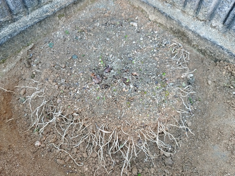 水仙の球根を掘り起こしている途中で見えた白い根、球根と根が密集している。