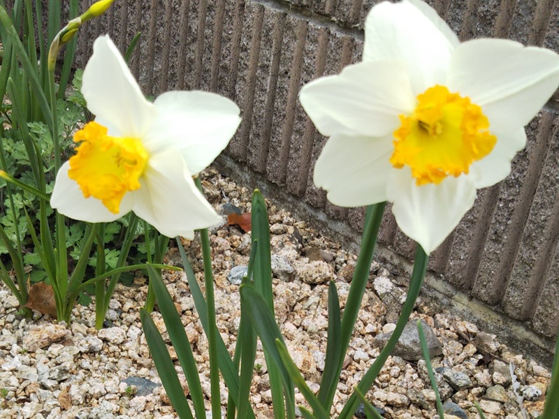 春の庭に咲く、白と黄色の2輪の水仙アイスフォーリスの花