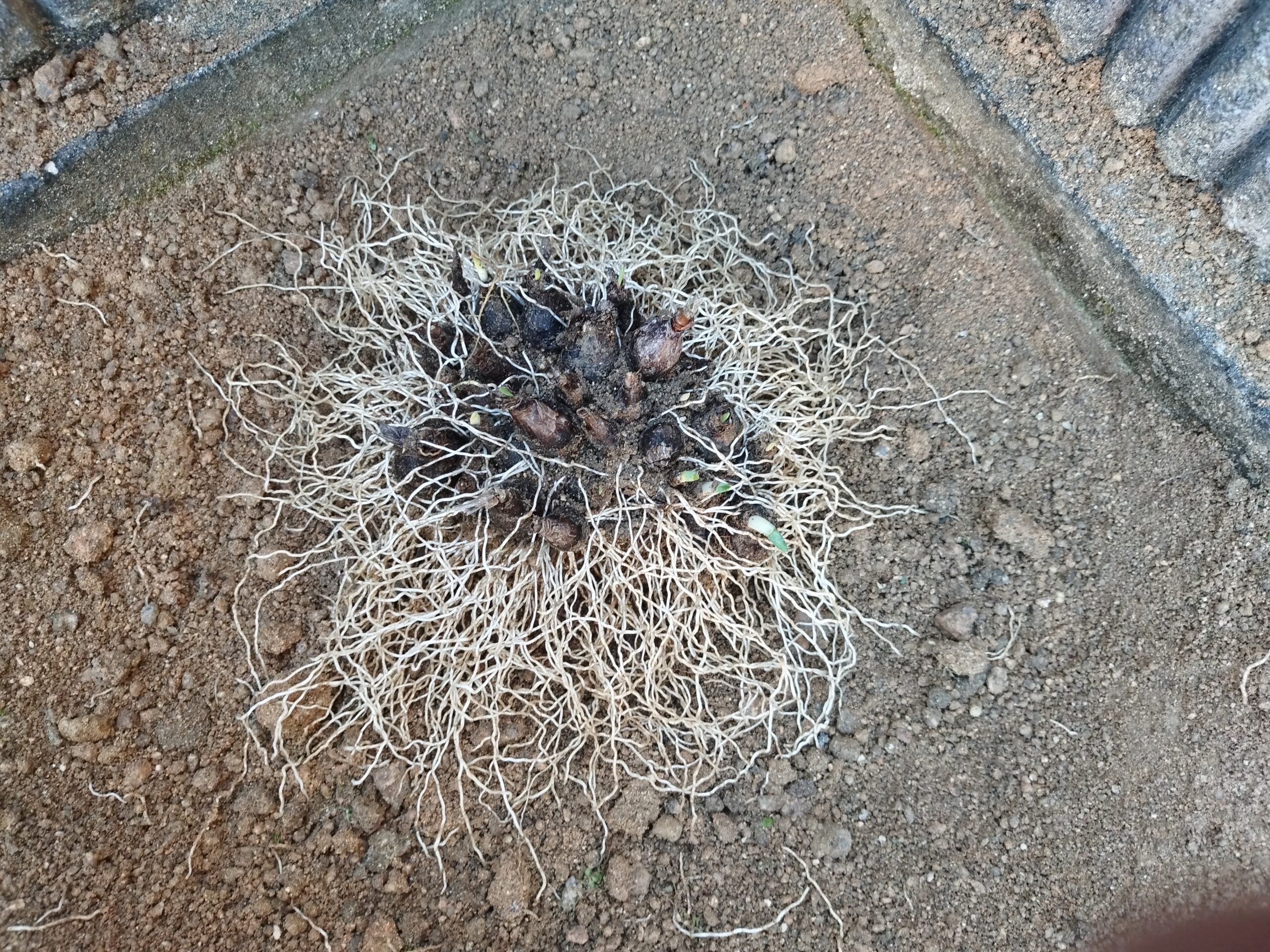 球根の周辺についている土を取り除いても、球根と長く伸びた根が絡まった状態
