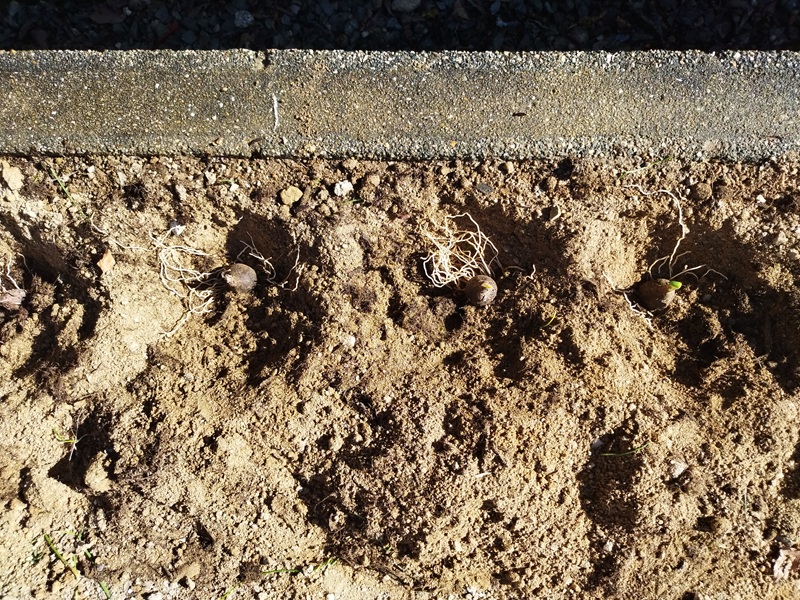 水仙の植え替え準備。穴を掘ったところに球根を並べた様子