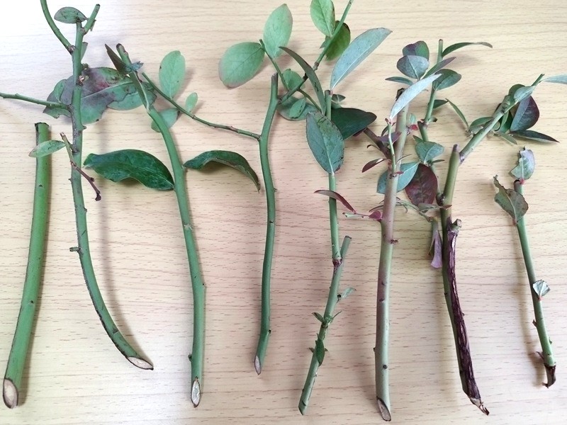 ブルーベリーの挿し木用に8本の枝が横に並んでいる。斜めにカットされた切り口、葉の有無、太さの違いが確認できる