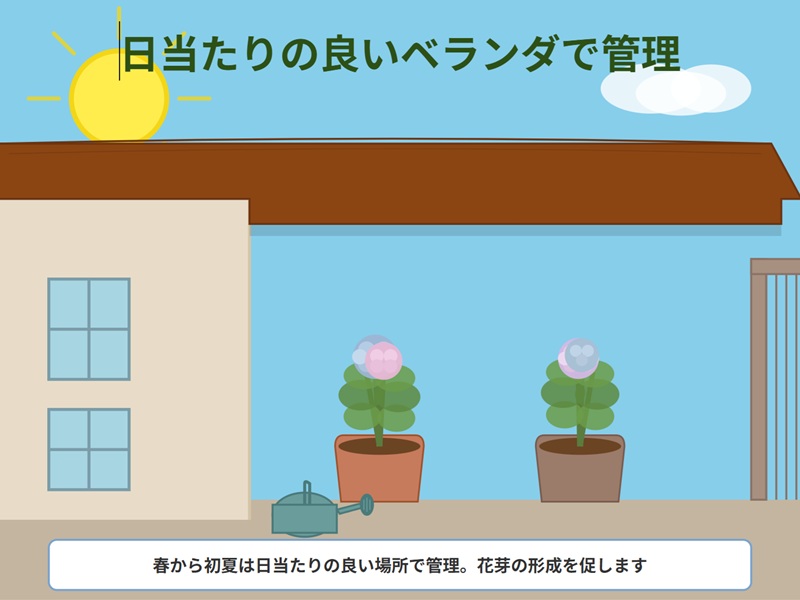春から初夏にかけて、2つの紫陽花の鉢植えをベランダで育てている様子を描いたイラスト