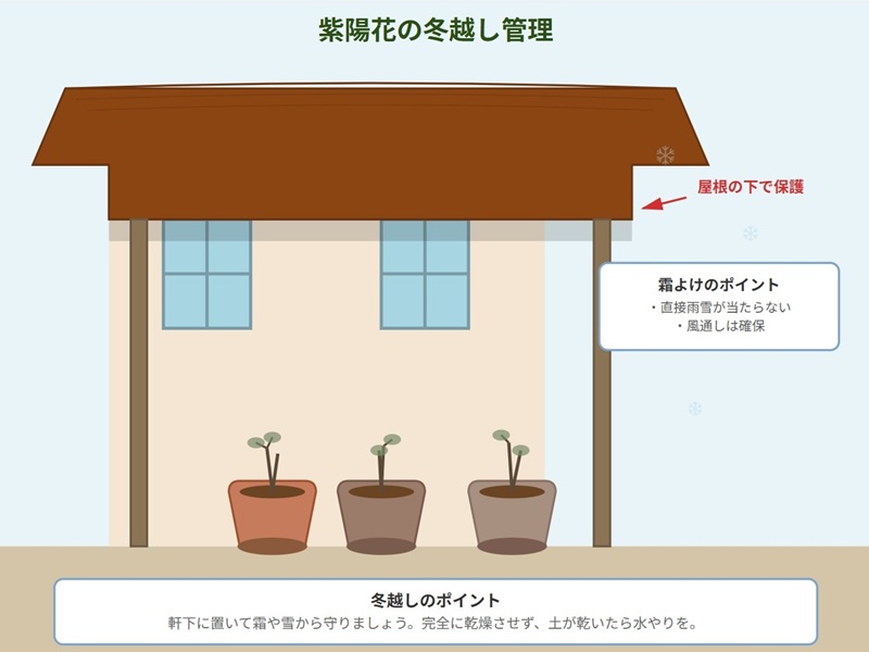 紫陽花の鉢植えを軒下で冬越しさせている様子。長い屋根の下に3つの鉢植えが並び、霜や雪から保護されている