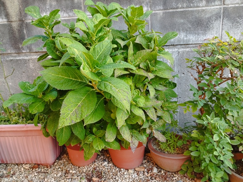 花後剪定の後も葉が茂り、秋になっても成長を続ける鉢植えの紫陽花