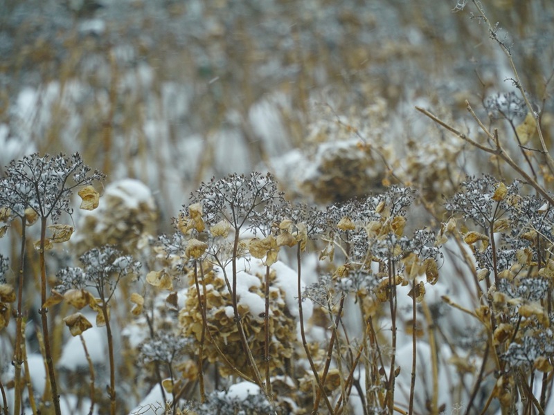 地植えの紫陽花に雪が積もった冬の様子。枯れた花や葉が残りあたりが冬景色になっている