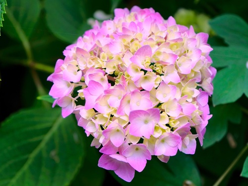 鉢植え紫陽花の春の手入れ成功イメージ。縁がピンクで中心が白い花びらと、中央にある淡い黄色の蕾が混ざり合った、美しいグラデーションの手まり咲き