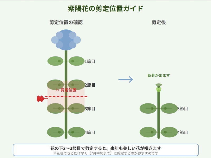 紫陽花の剪定位置を示したイラスト。花の下2〜3節目の間で剪定する位置が示されており、剪定後に新芽が出る様子も描かれている。