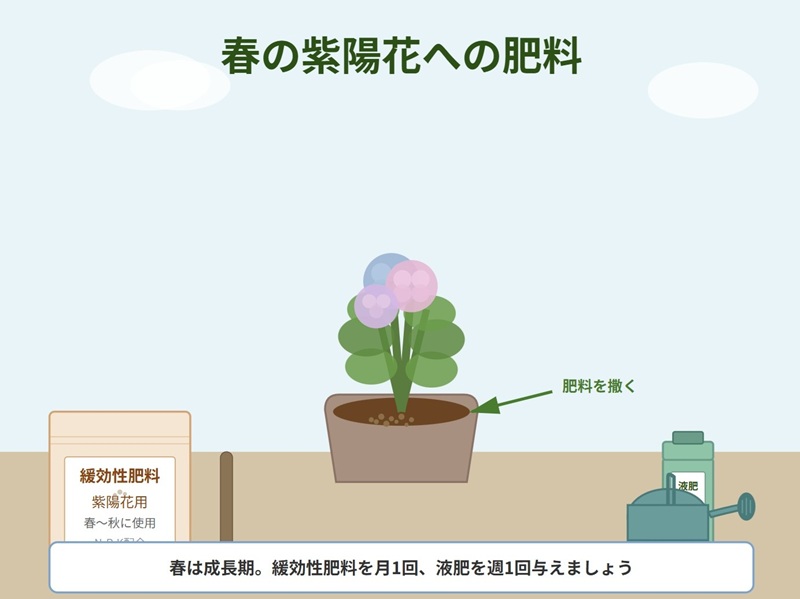 春に紫陽花の鉢植えに肥料を与えている。肥料の袋やじょうろがそばに置いてあるイラスト
