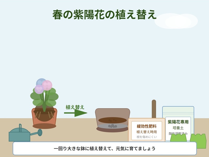 春の紫陽花の植え替えのために、大きめの鉢、培養土、肥料、スコップなどの道具を並べて準備しているイラスト。