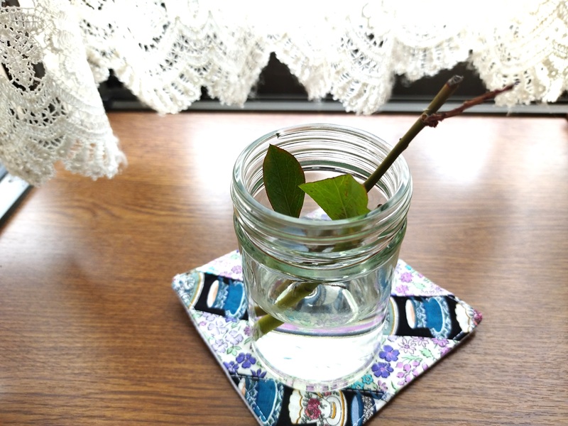 ガラス容器の水にブルーベリーの枝を2本入れ、室内で水挿ししている様子