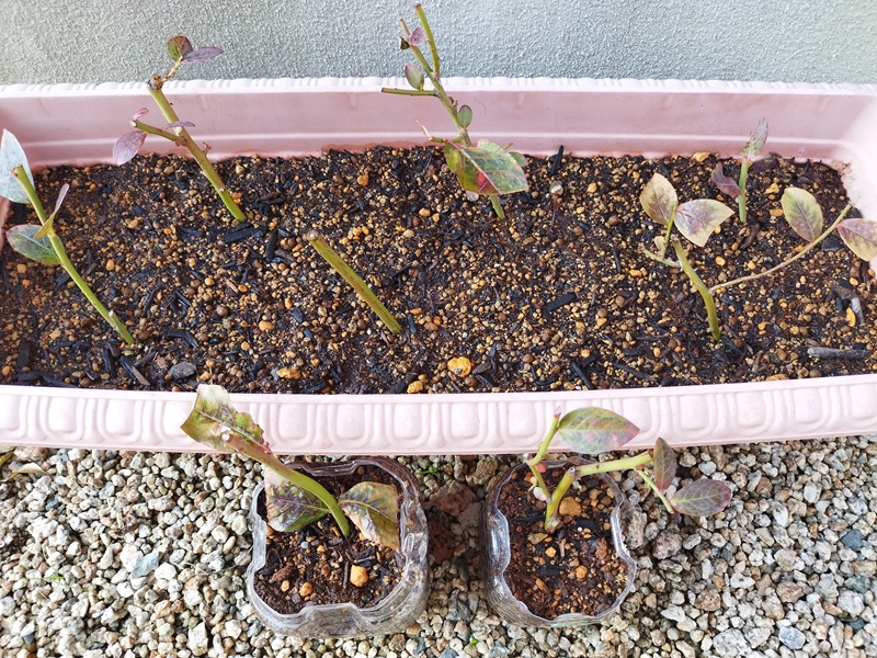 ブルーベリー挿し木10日目、プランターとペットボトルを並べた写真、葉が茶色く変色している様子