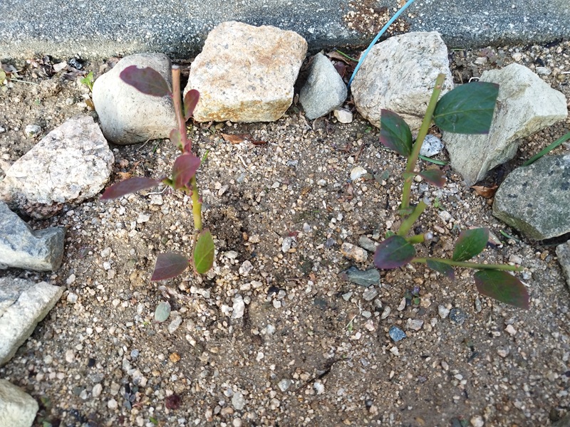 庭に植え穴を開けて、ブルーベリーの挿し木を直接植え付けた様子