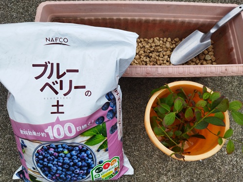 挿し木前の準備として、鉢底石を敷いたプランターとブルーベリー専用土、水に入れた枝が並んでいる作業セット