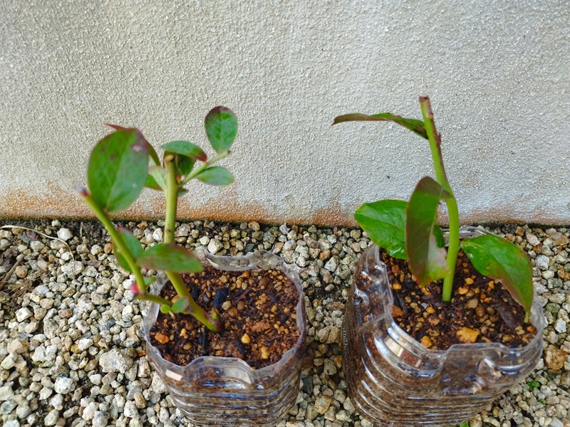 底に穴を開けたペットボトルにブルーベリーの挿し木を植えた、省スペースでできる挿し木方法