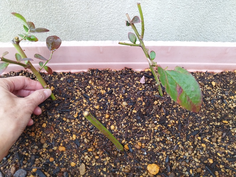 プランターに差し込んだブルーベリーの挿し木、葉なしの休眠枝と葉がついた枝が3本並んでいる