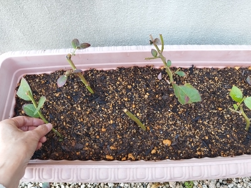 ブルーベリーの枝をプランターの土へ挿し込み、挿し木作業をしている手元の様子