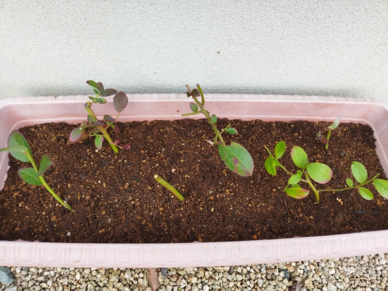 ブルーベリーの挿し木をしたプランターを、軒下の明るい日陰に置いて管理している様子