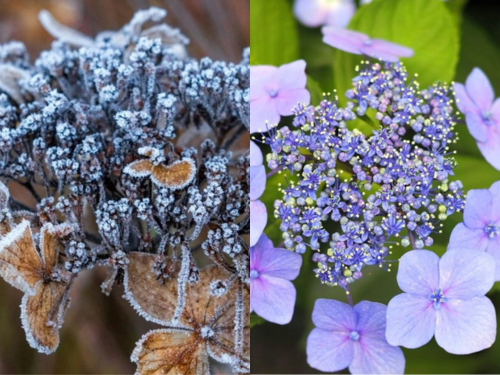 鉢植えガクアジサイの冬越しビフォーアフター。左は冬に枯れた様子、右は春に咲いた薄紫色の花の比較