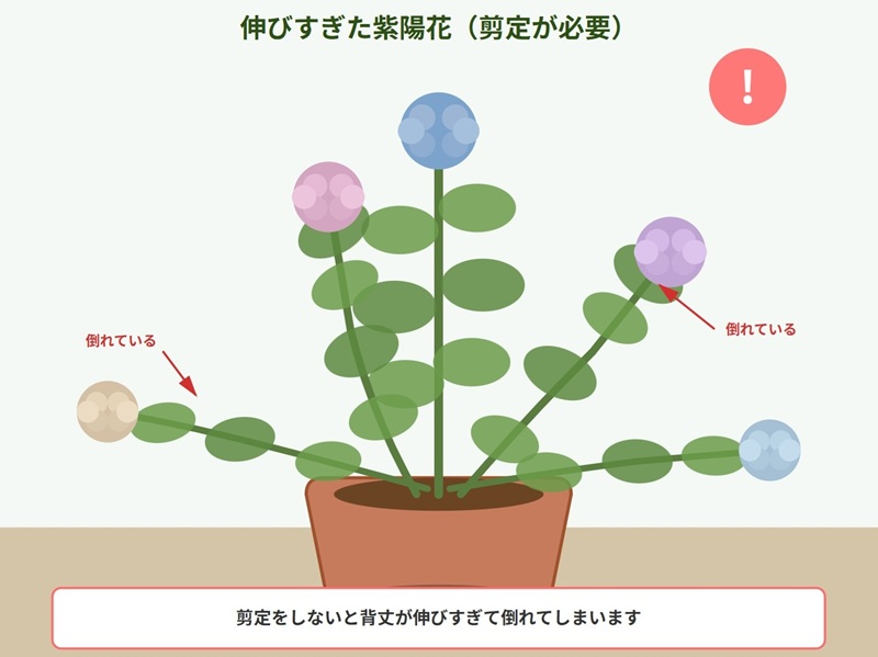 剪定をせずに背丈が伸びすぎて、枝が横に倒れてしまった紫陽花のイラスト(注意マーク付き)