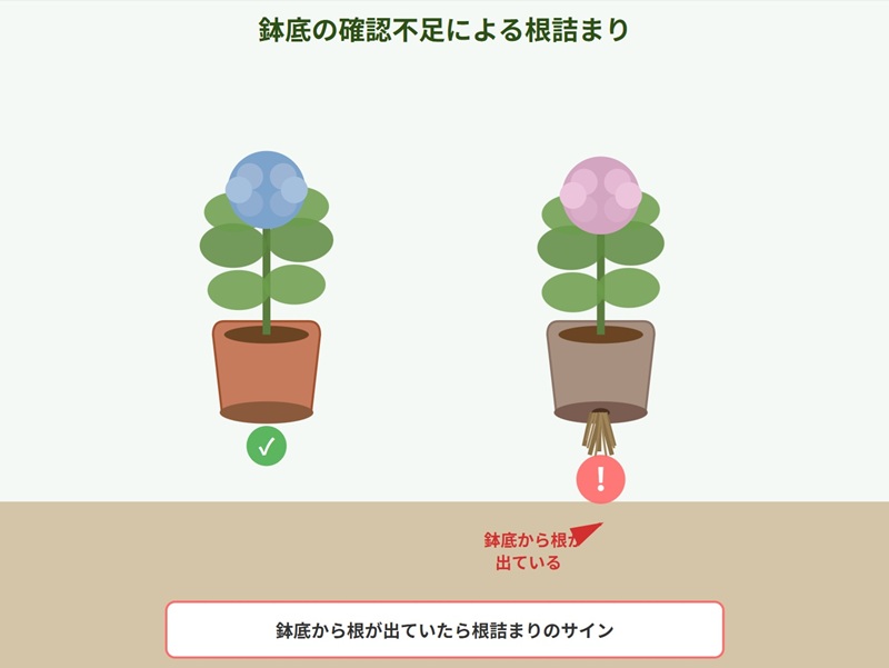 紫陽花の鉢植えの底から根がたくさん飛び出しているイラスト。矢印で根詰まりのサインを強調