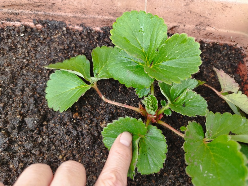 いちごのクラウンを埋めないように浅植えし、指で葉を押さえてランナーの位置を確認している様子