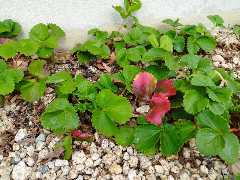地植えのいちごで枯れた葉や古葉を取り除く前の様子