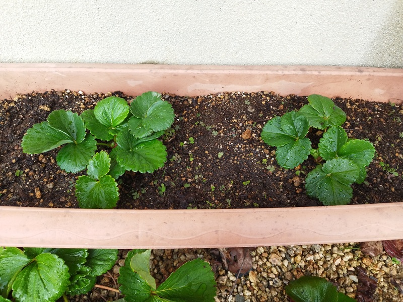 プランターに植え替えから1カ月後のいちごの子株。葉が大きく濃い緑色に成長した様子