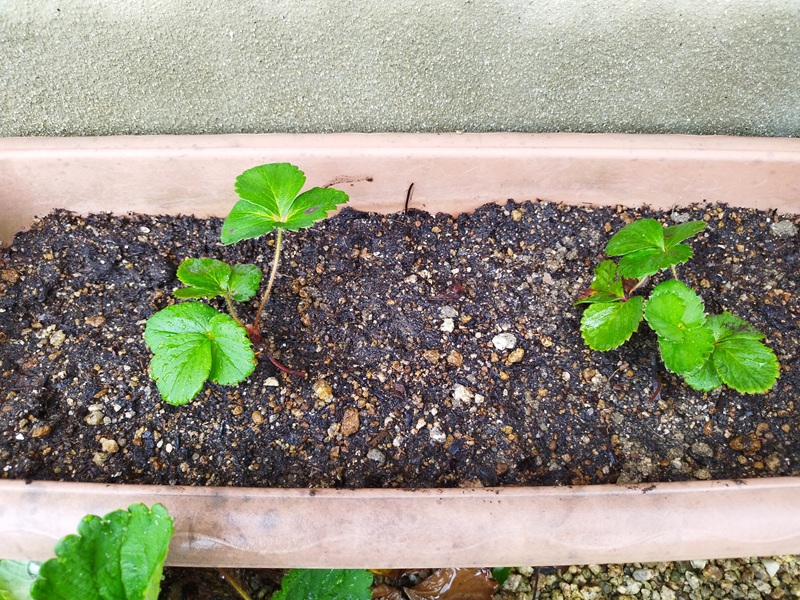 プランターに植え替えた直後のいちごの子株。小さな葉が3～4枚ついている様子