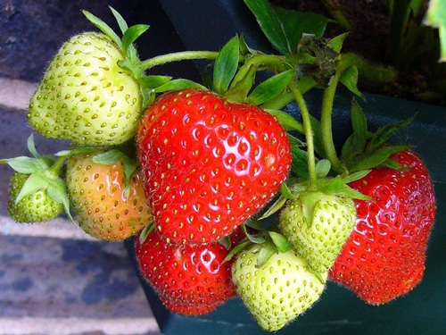 赤く熟したいちごと、まだ青い実が混ざって8個ほど実っているプランター栽培のいちごの株