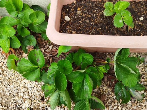 プランターから伸びたランナーが地面で根付き、地植え状態になったいちごの株の様子