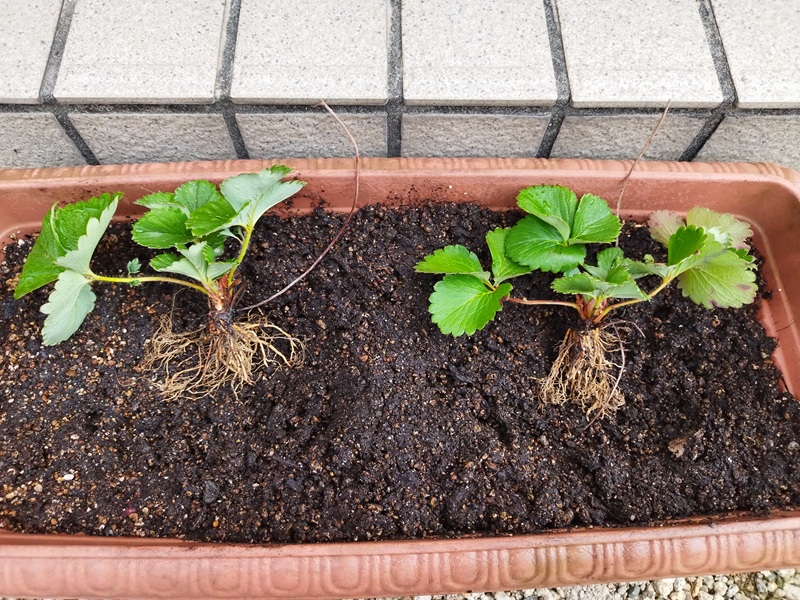 枯れたランナーが付いたいちご株を植え穴に仮置きし、向きを確認している様子