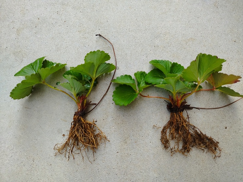 掘り起こしたランナー株の根の広がりと状態が確認できる、いちごの根の写真