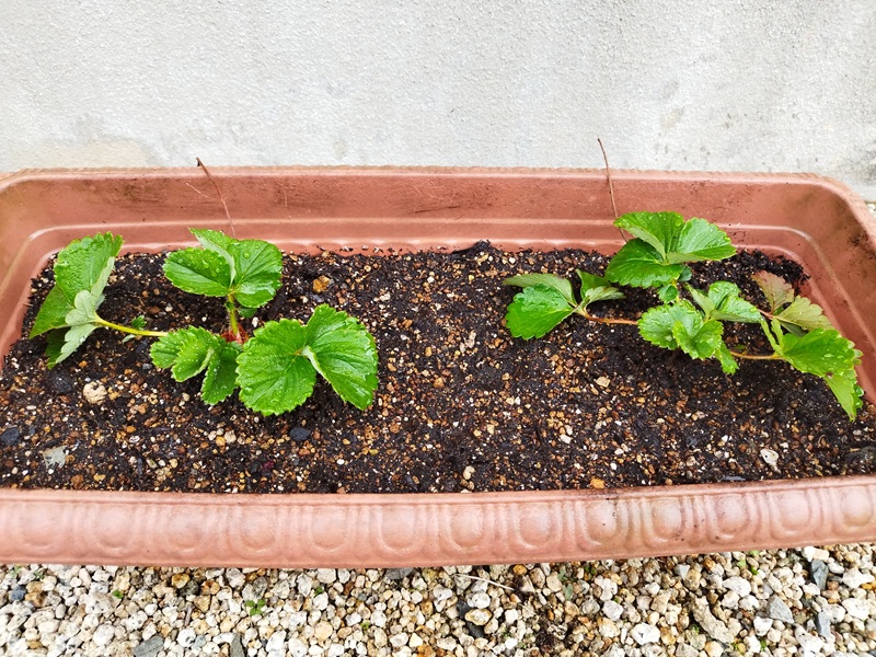 植え付け後のいちご株に水やりをして、プランターを日陰に置いて養生させている様子