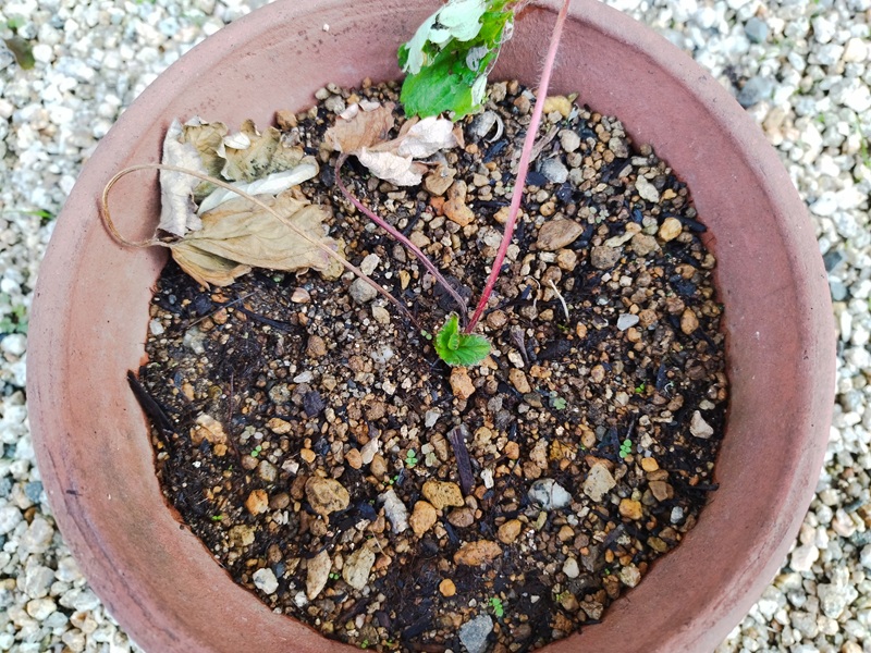 鉢に挿して35日が経った脇芽。枯れた葉の横から、クラウンから新しい2枚の葉が力強く伸びている写真