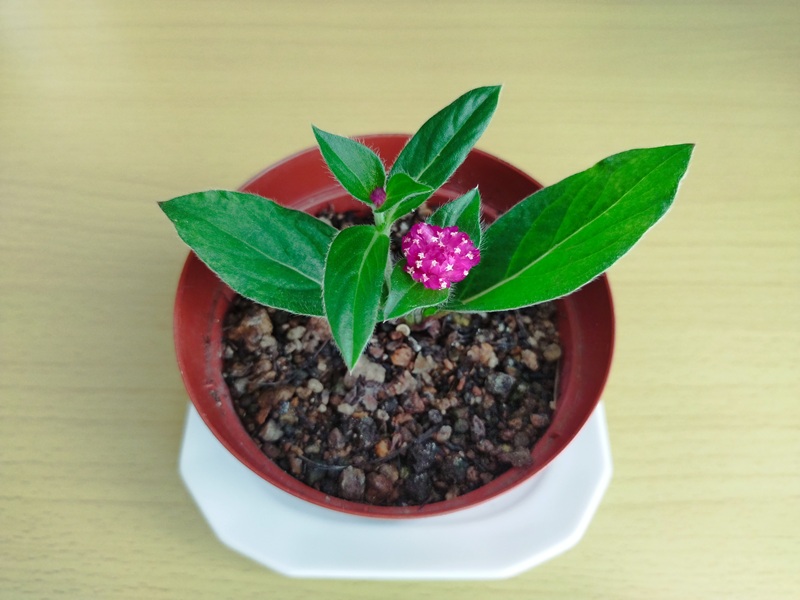 挿し木から鉢植えに植え替えた千日紅が、脇芽を出し再び開花している様子