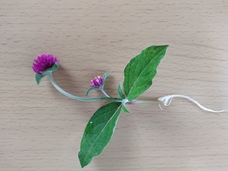 花付きで水挿しした、千日紅の茎から伸びた白い発根の様子