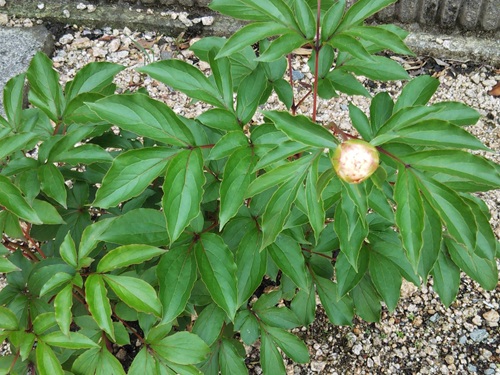 葉が茂り株は大きく育っているが蕾が1つしか付いていない芍薬