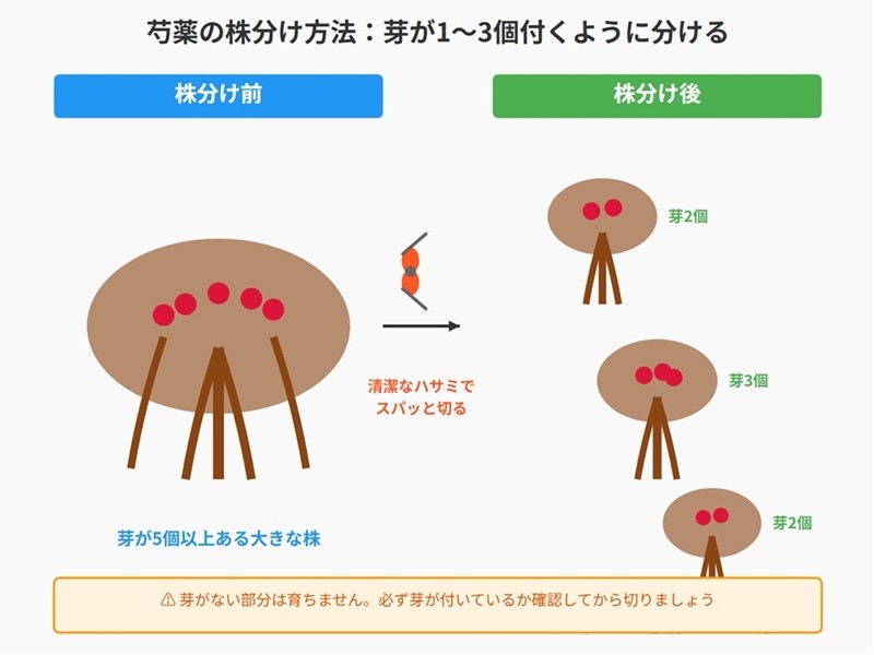 芍薬の株分け説明図。左側は株分け前の株、中央にハサミ、右側は芽が2〜3個づつ付くように分けた3つの株を示している