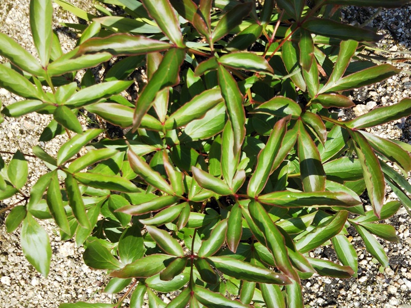 花芽が付かず葉のみが茂っている芍薬の株