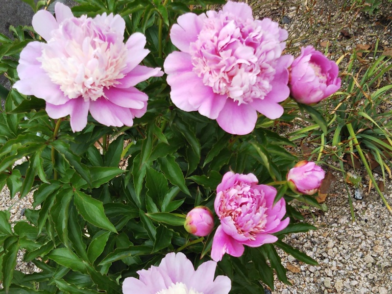 ピンクと白が混じった大きな八重咲きの芍薬が満開になっている。株分けして3年目の芍薬で品種はソルベット