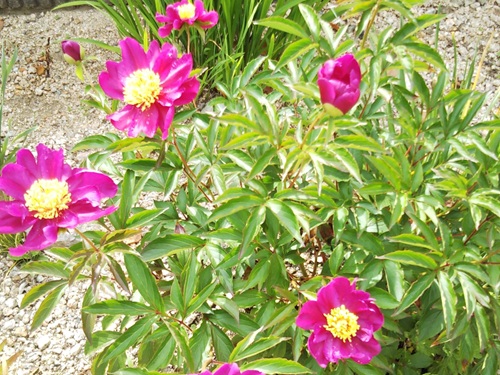 一重の濃い目のピンクの花、真ん中が黄色の色鮮やかな芍薬。5つ花が咲いていて、葉が生い茂っている