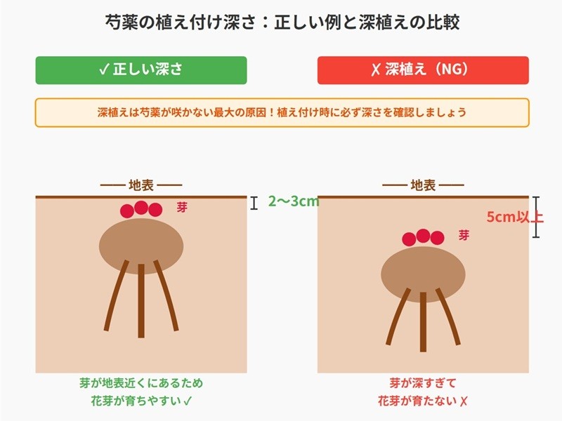芍薬の正しい植え付けと深植えの比較図。左側は芽が地表から2〜3cmの正しい深さ、右側は芽が深すぎる状態を示している