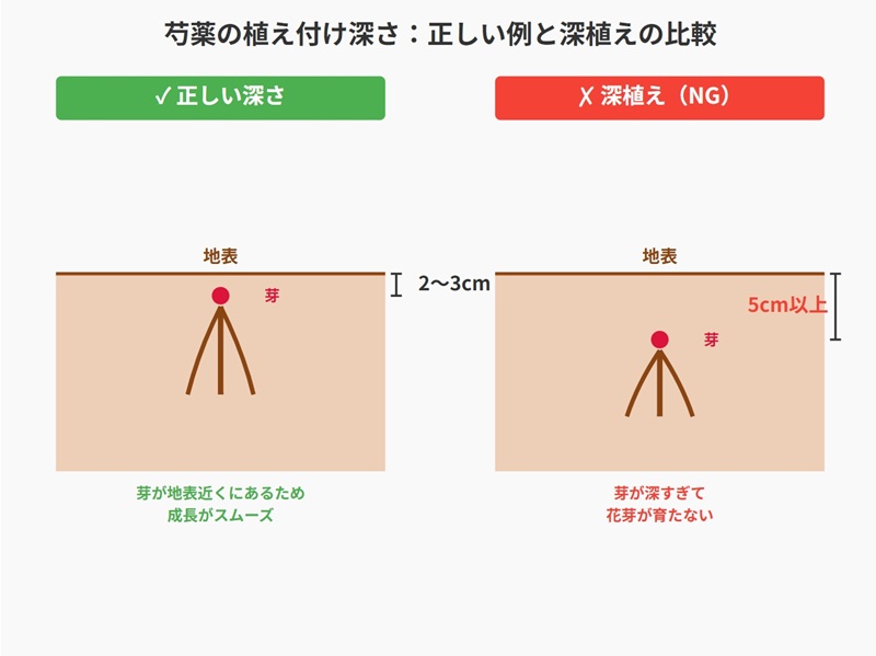 芍薬の植え付け深さを比較した図。左は地表から2〜3cmの正しい深さ、右は深植えで芽が埋もれている状態
