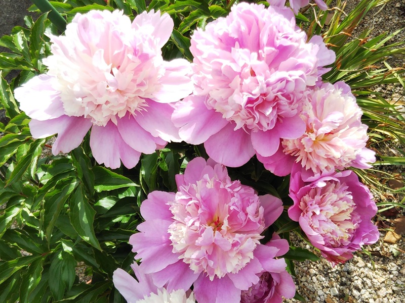 ピンクと白が混じった八重咲きの芍薬が、5輪以上大きく満開になっている写真