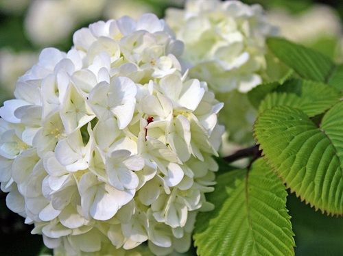 白い手まり咲きの紫陽花が2輪、美しく咲いているアップ写真。青々とした葉も写っている。